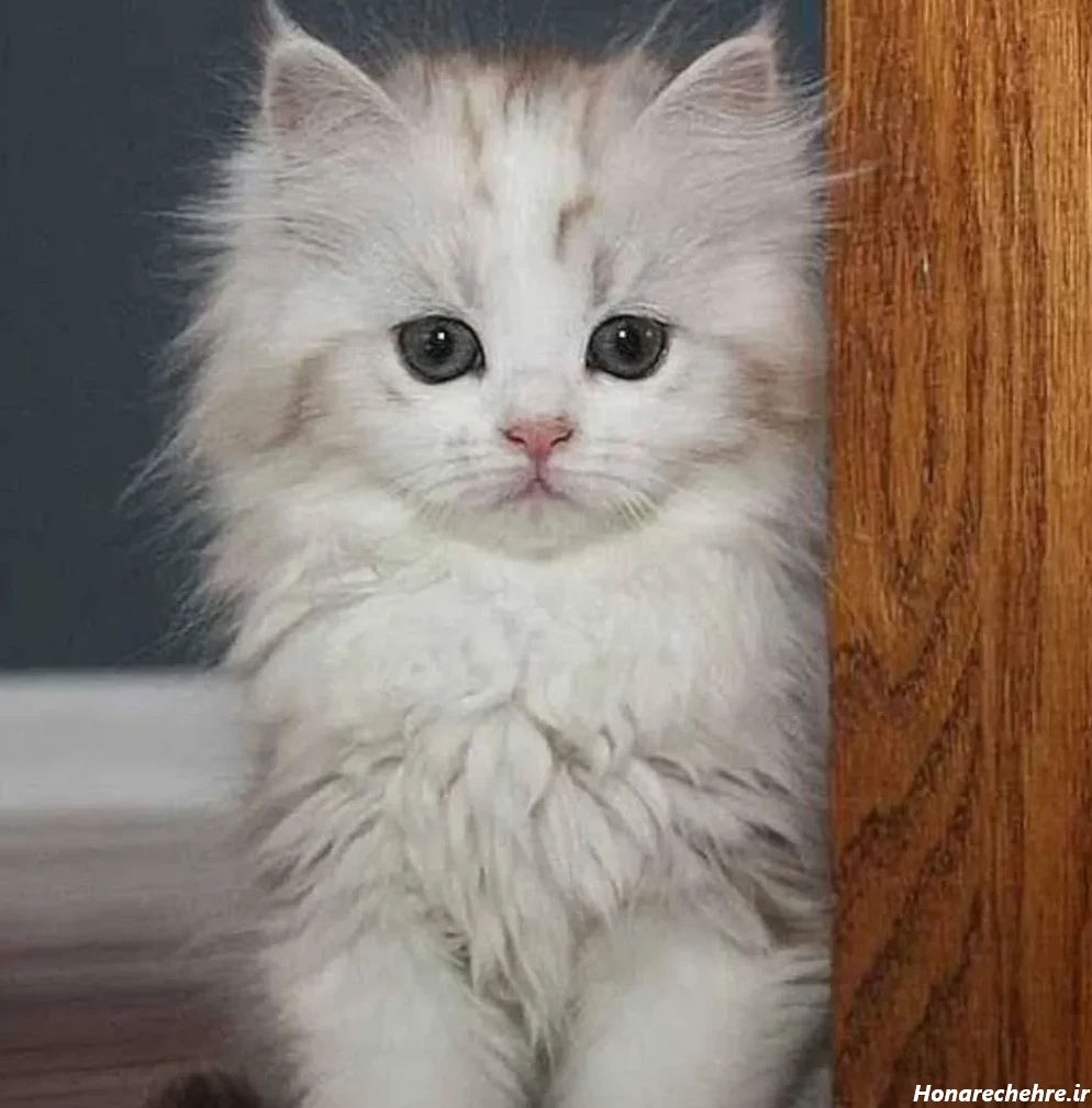 عکس گربه برای تصویر زمینه