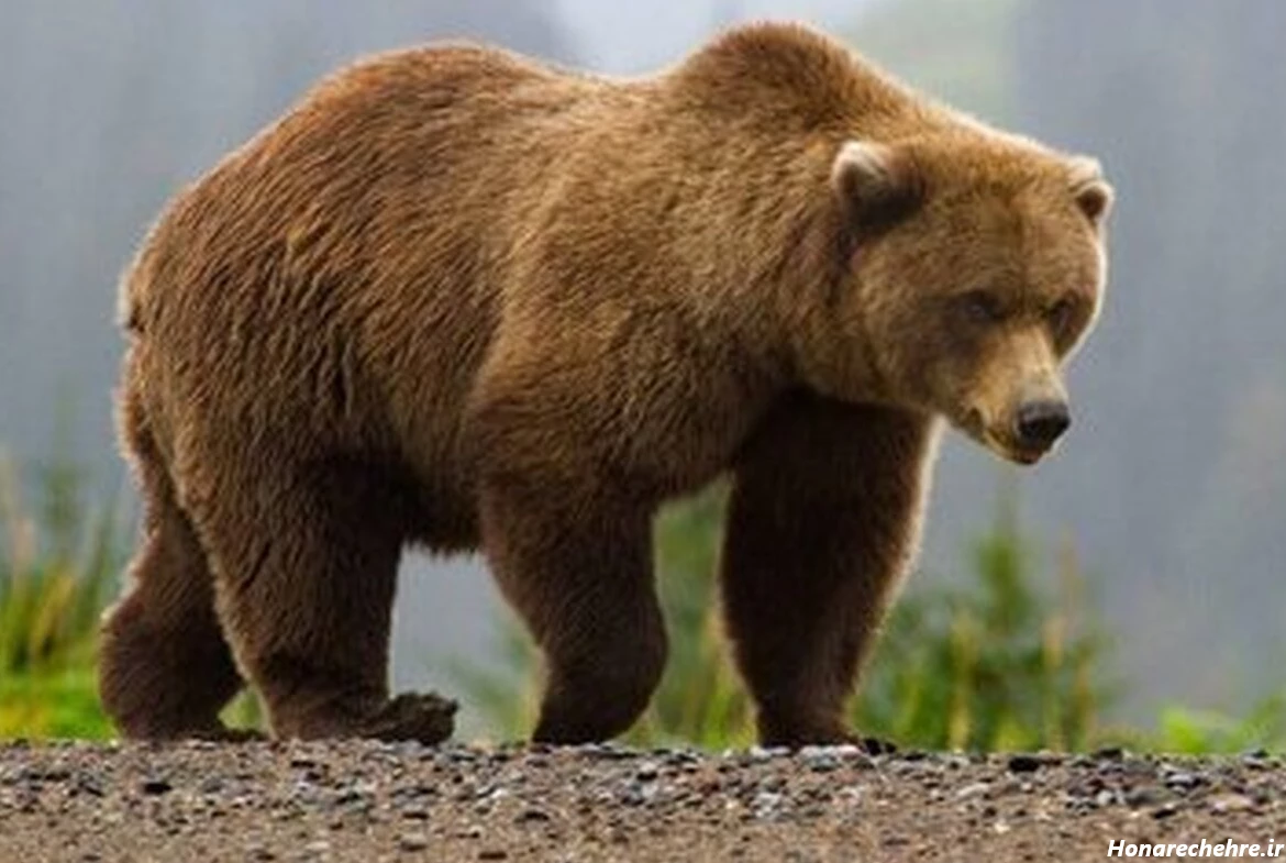 عکس خرس های کله فندقی کیوت