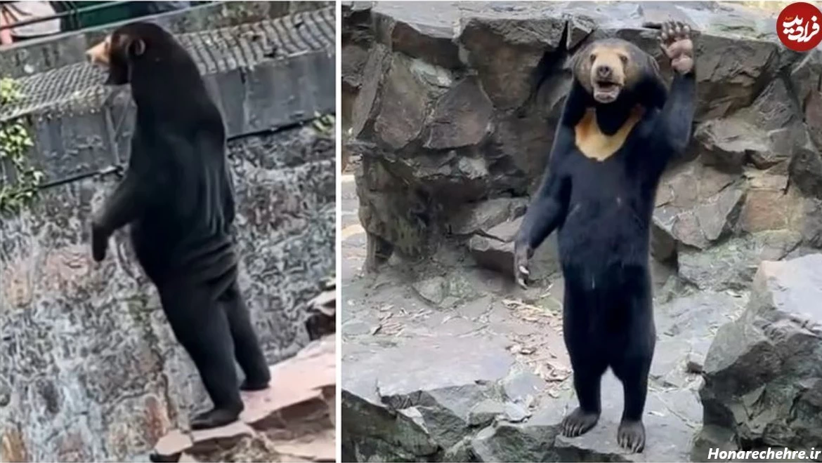 عکس خرس های کله فندقی کیوت