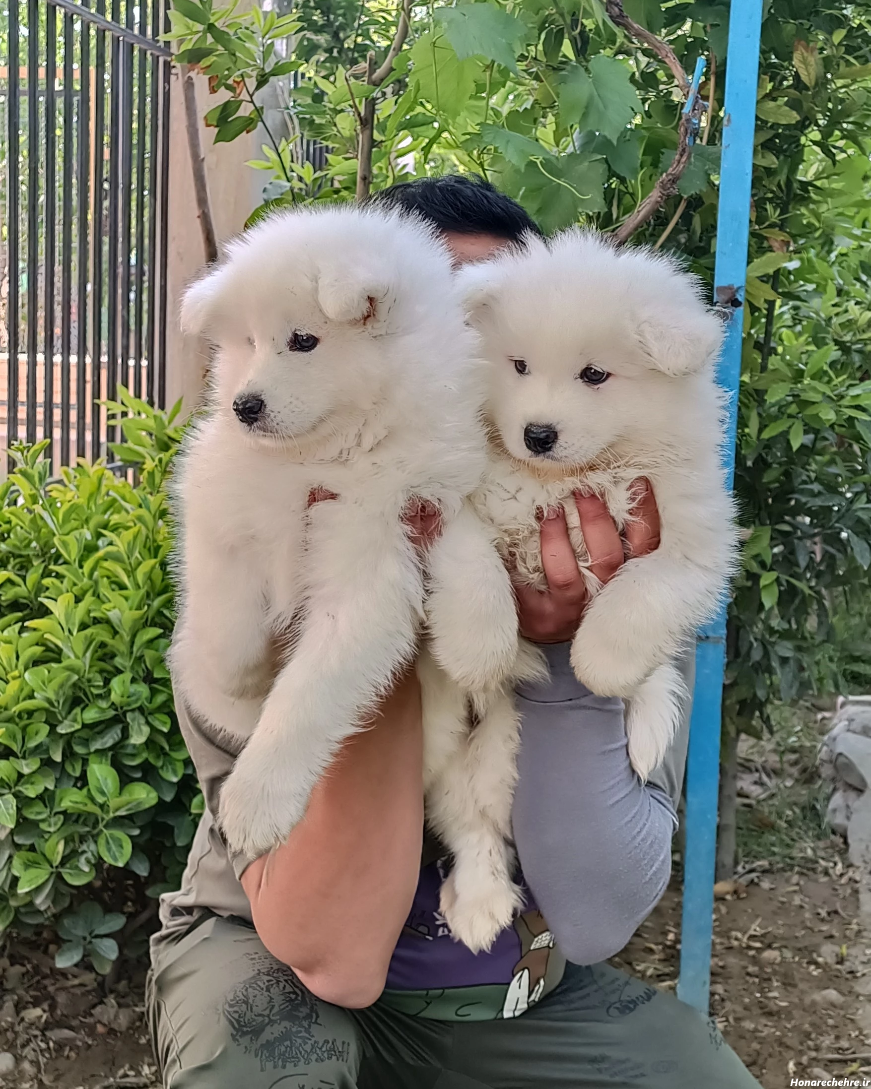 عکس سگ سفید برفی