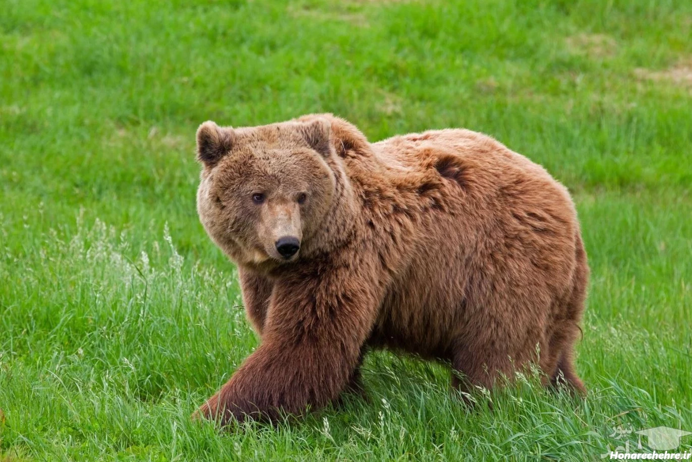 عکس خرس های کله فندقی کیوت