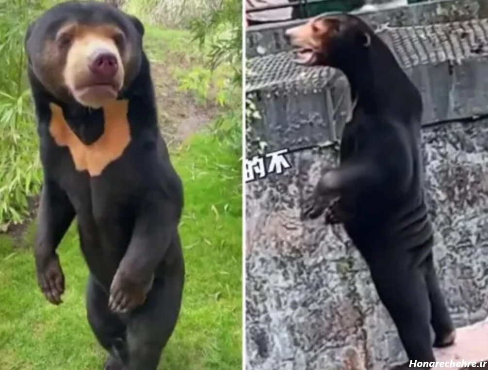 عکس خرس های کله فندقی کیوت