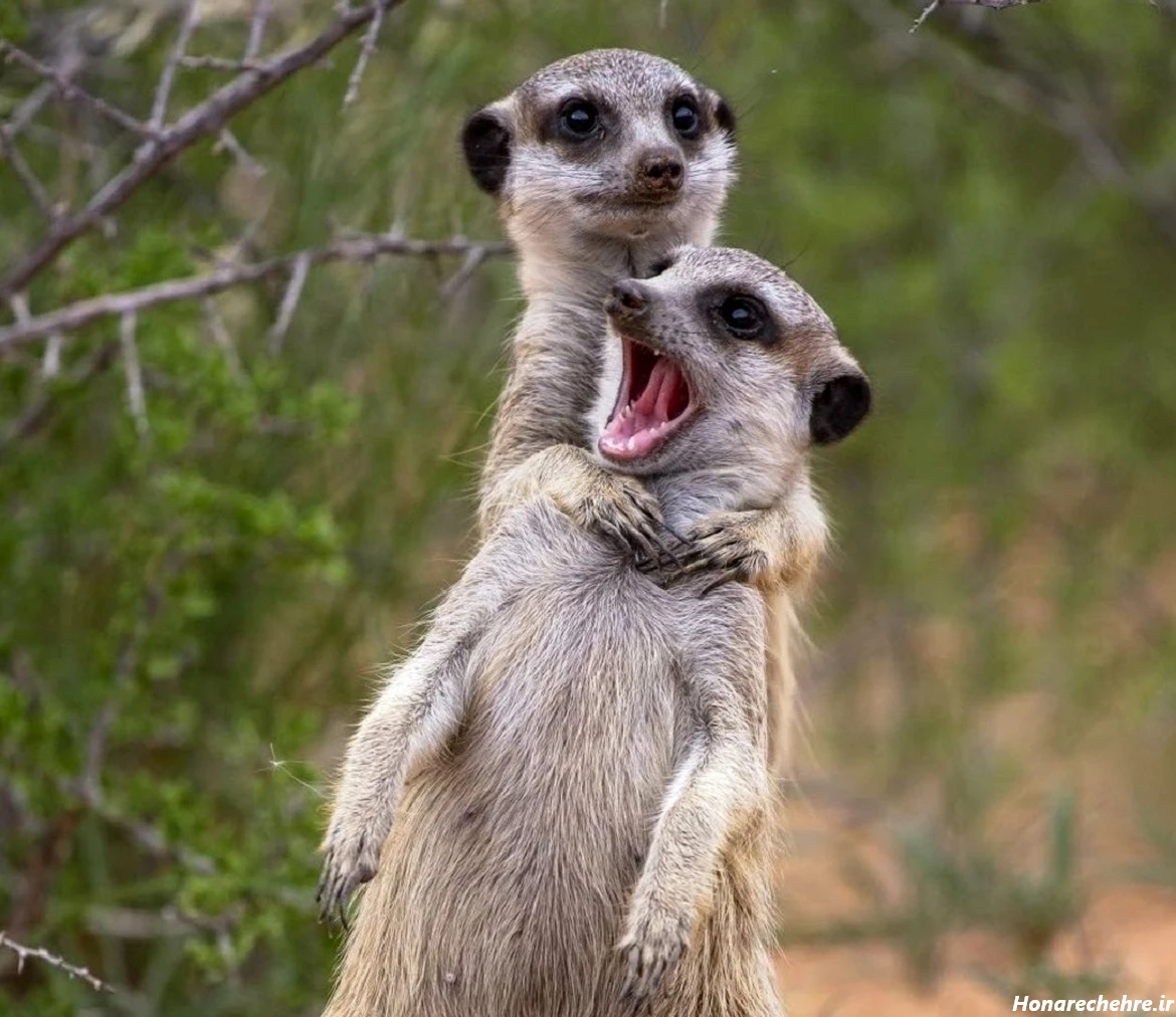 عکس حیوانات و پرندگان