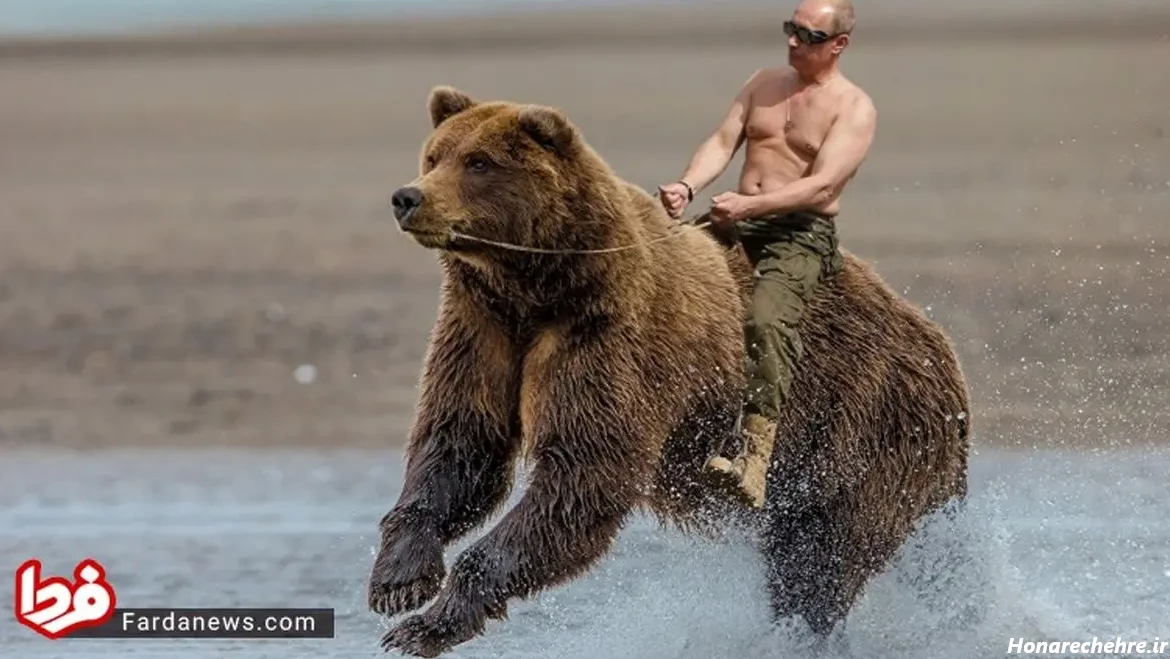 عکس خرس های کله فندقی کیوت