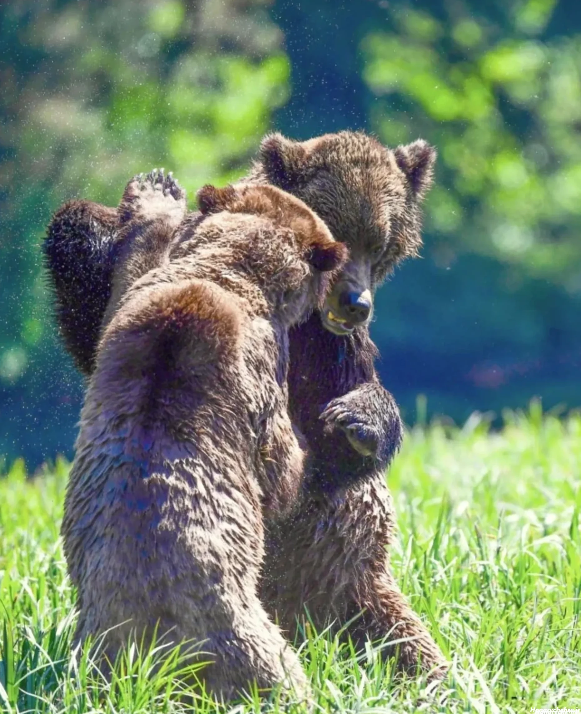 عکس خرس های کله فندقی کیوت