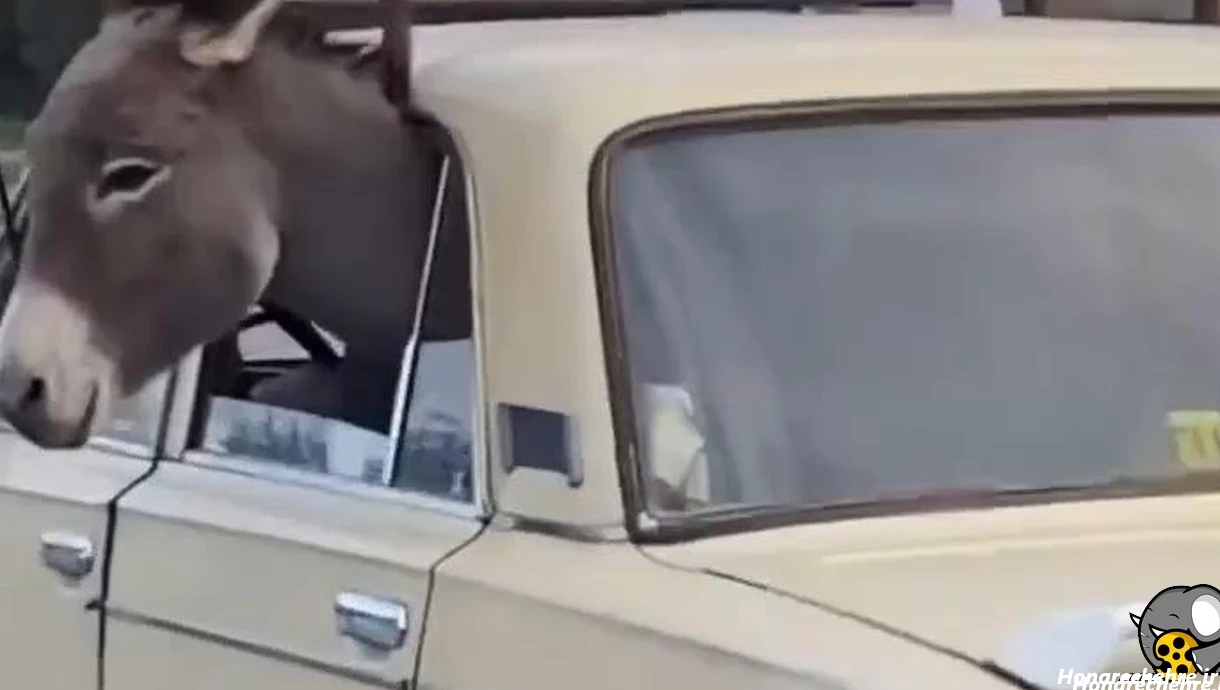 عکس حیوانات و پرندگان