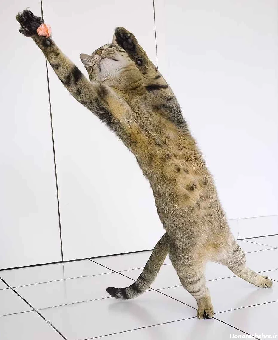 عکس حیوانات و پرندگان