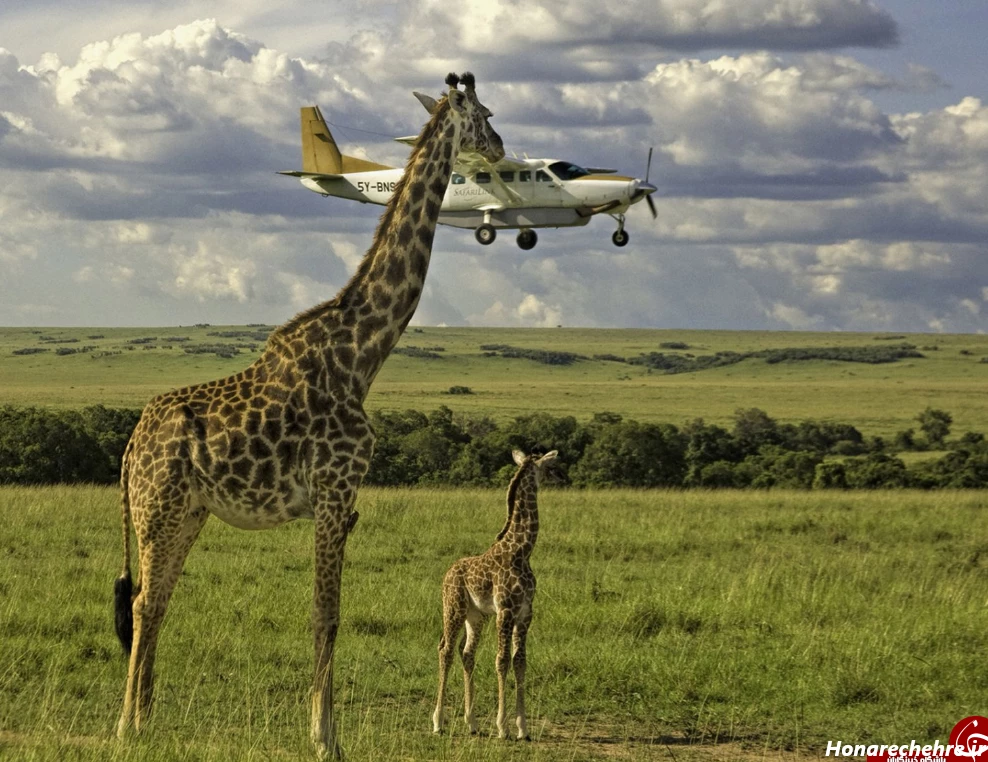 عکس حیوانات و پرندگان