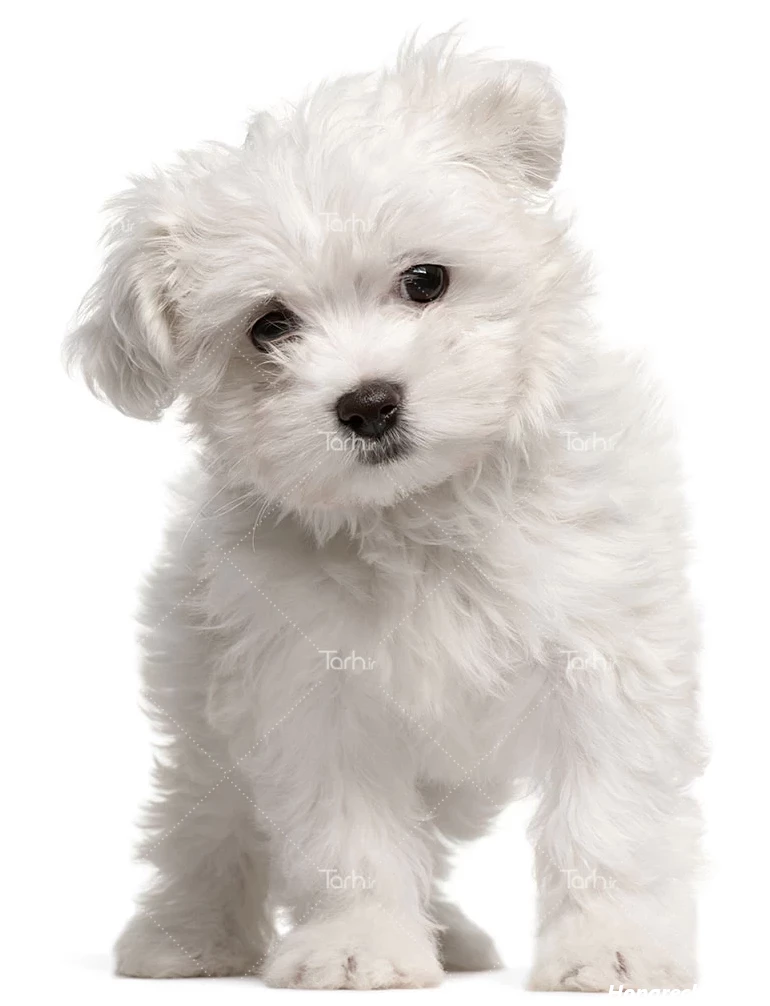 عکس سگ سفید برفی