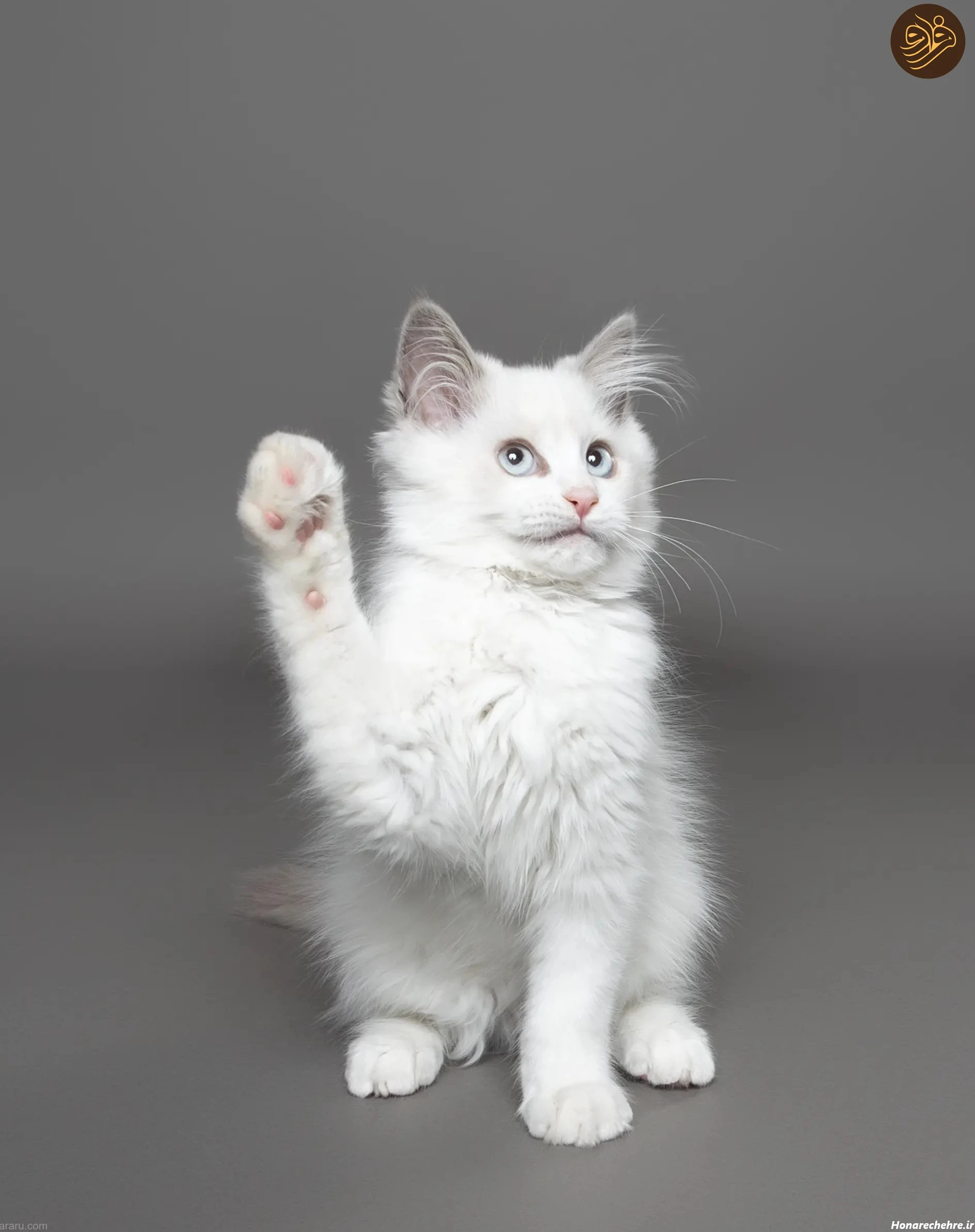 عکس حیوانات و پرندگان