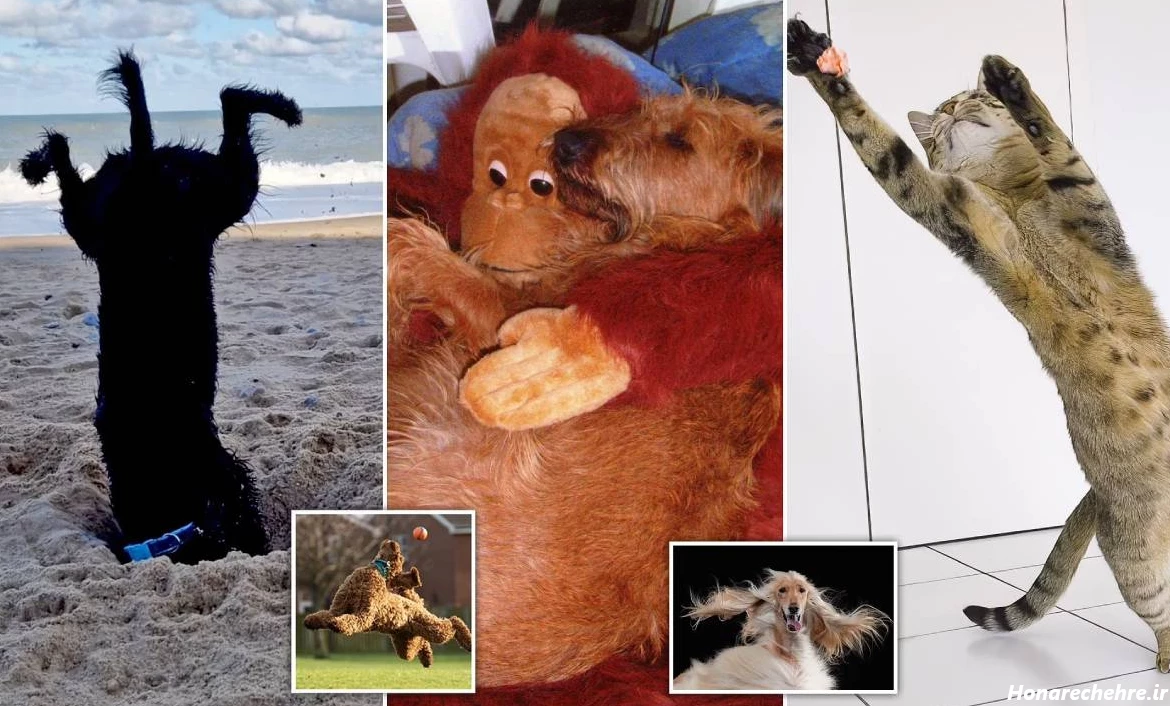 عکس حیوانات و پرندگان