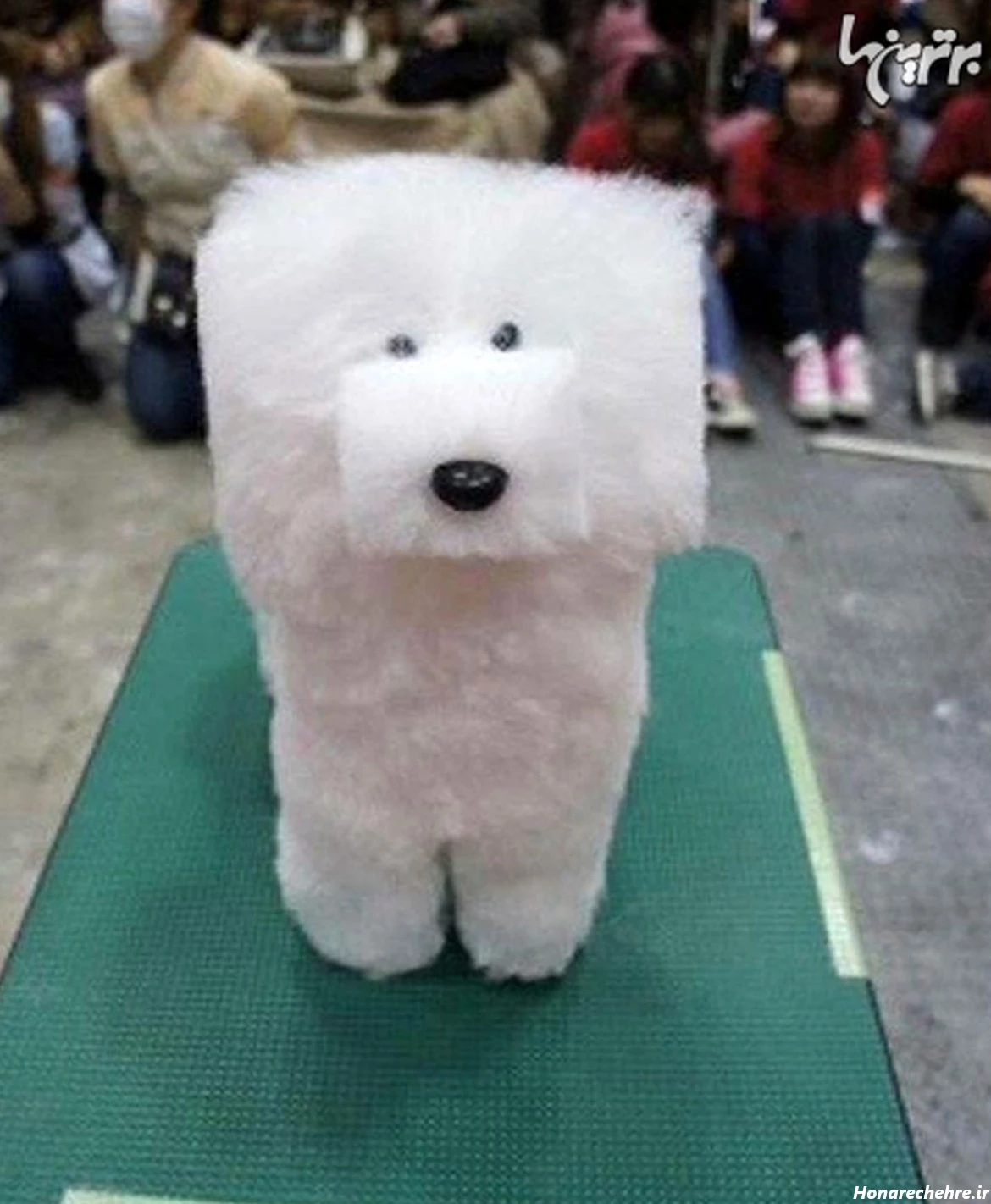 عکس حیوانات و پرندگان