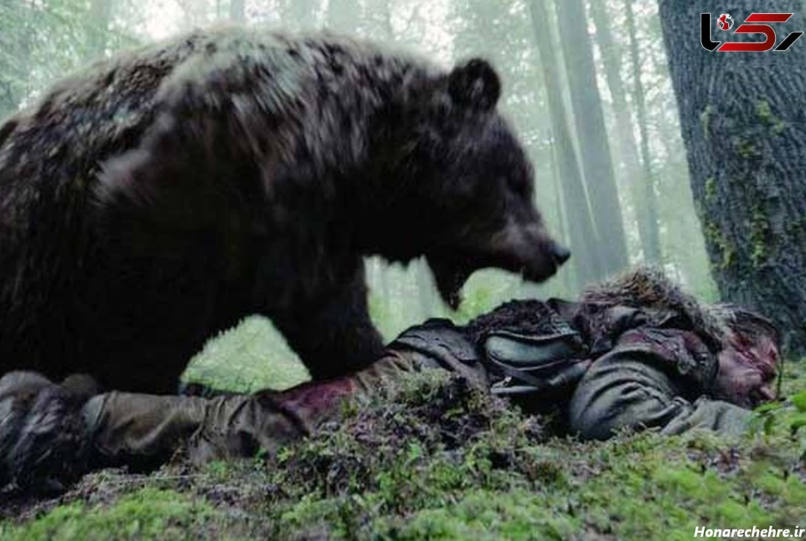 عکس خرس های کله فندقی کیوت