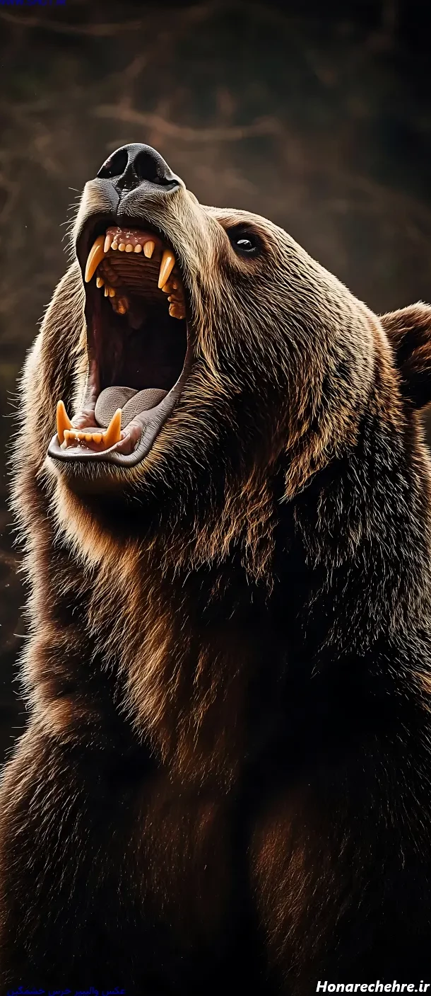 عکس خرس های کله فندقی کیوت