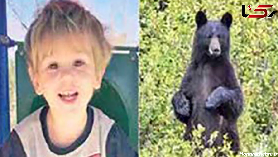 عکس خرس های کله فندقی کیوت