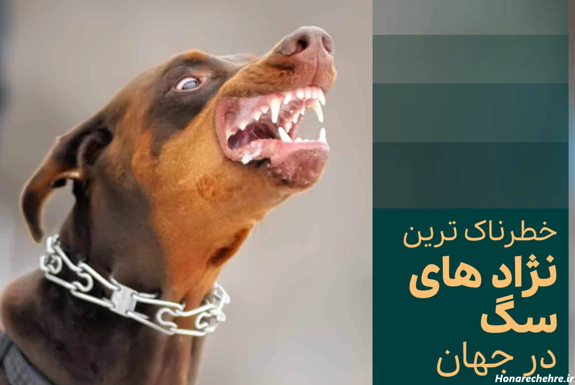 حمله وحشی ترین سگ دنیا به انسان