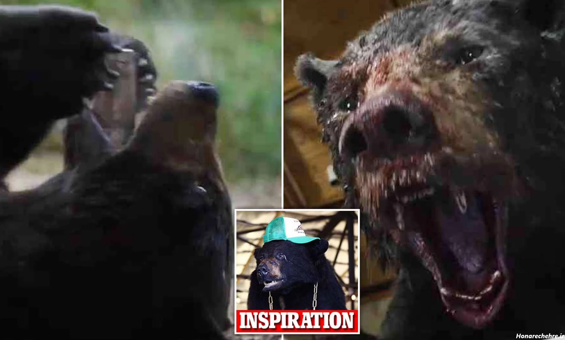 عکس خرس های کله فندقی کیوت