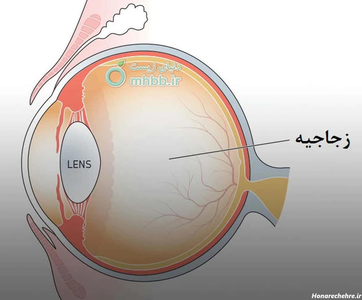 26 عکس از زیبایی های دنیای عدسی چشم