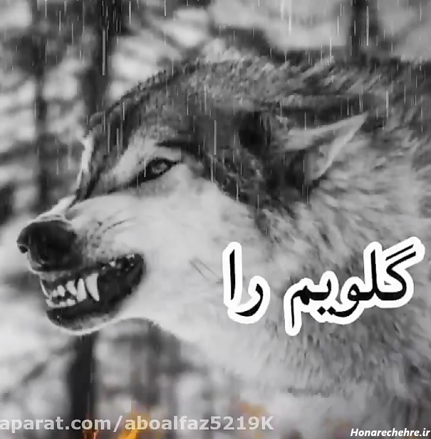 عکس گرگ واقعی برای پروفایل