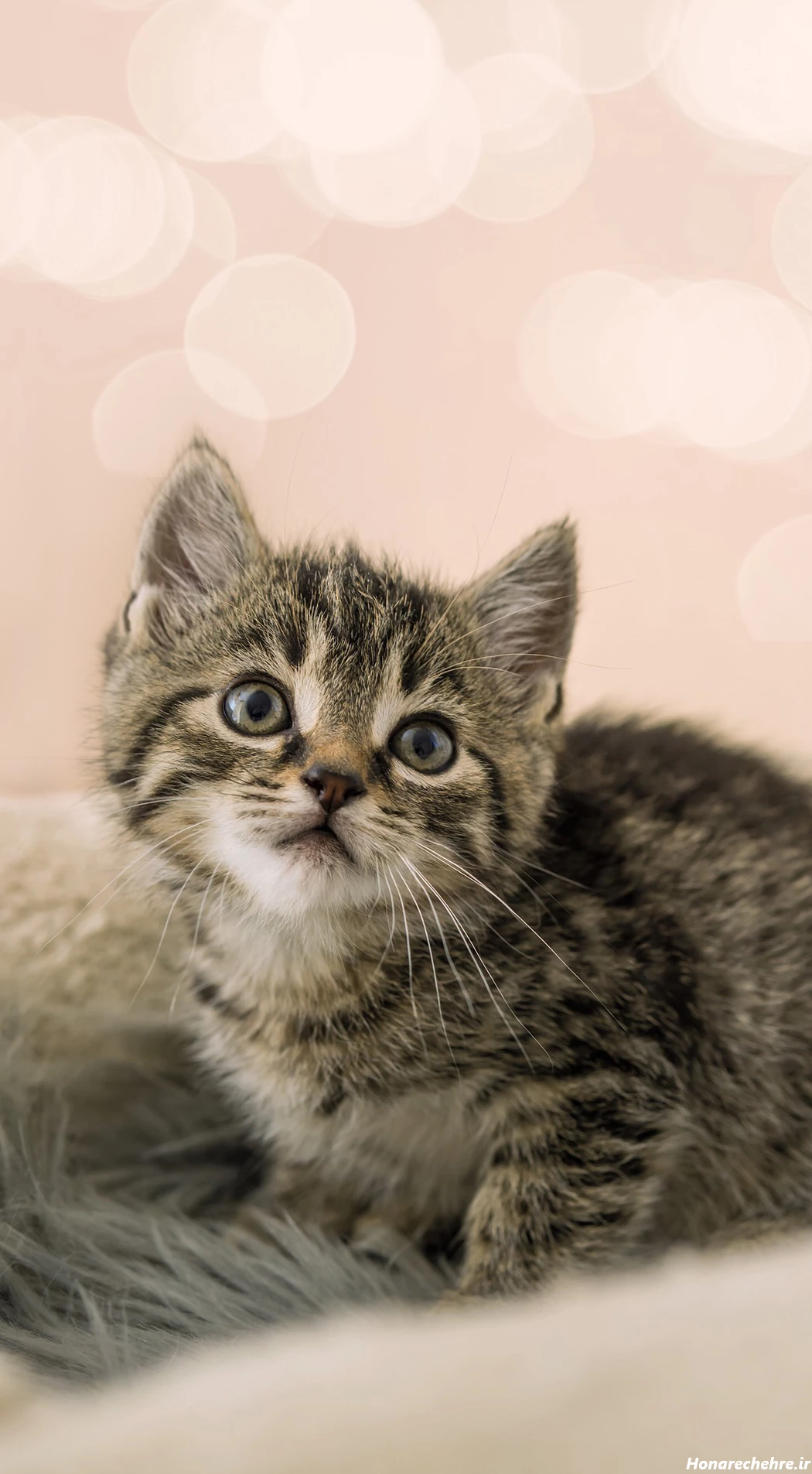 عکس گربه واقعی سیاه