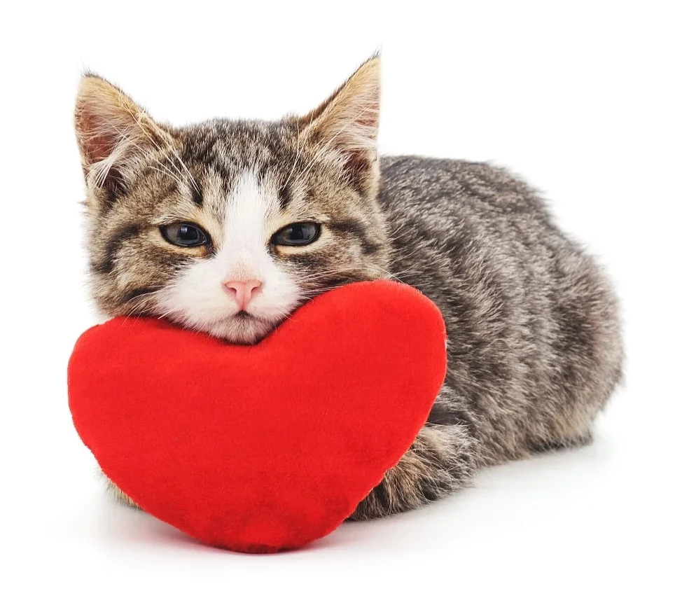 عکس قلب شکسته فانتزی