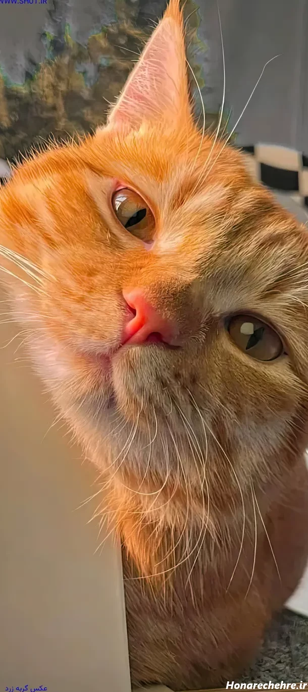 عکس گربه زرد