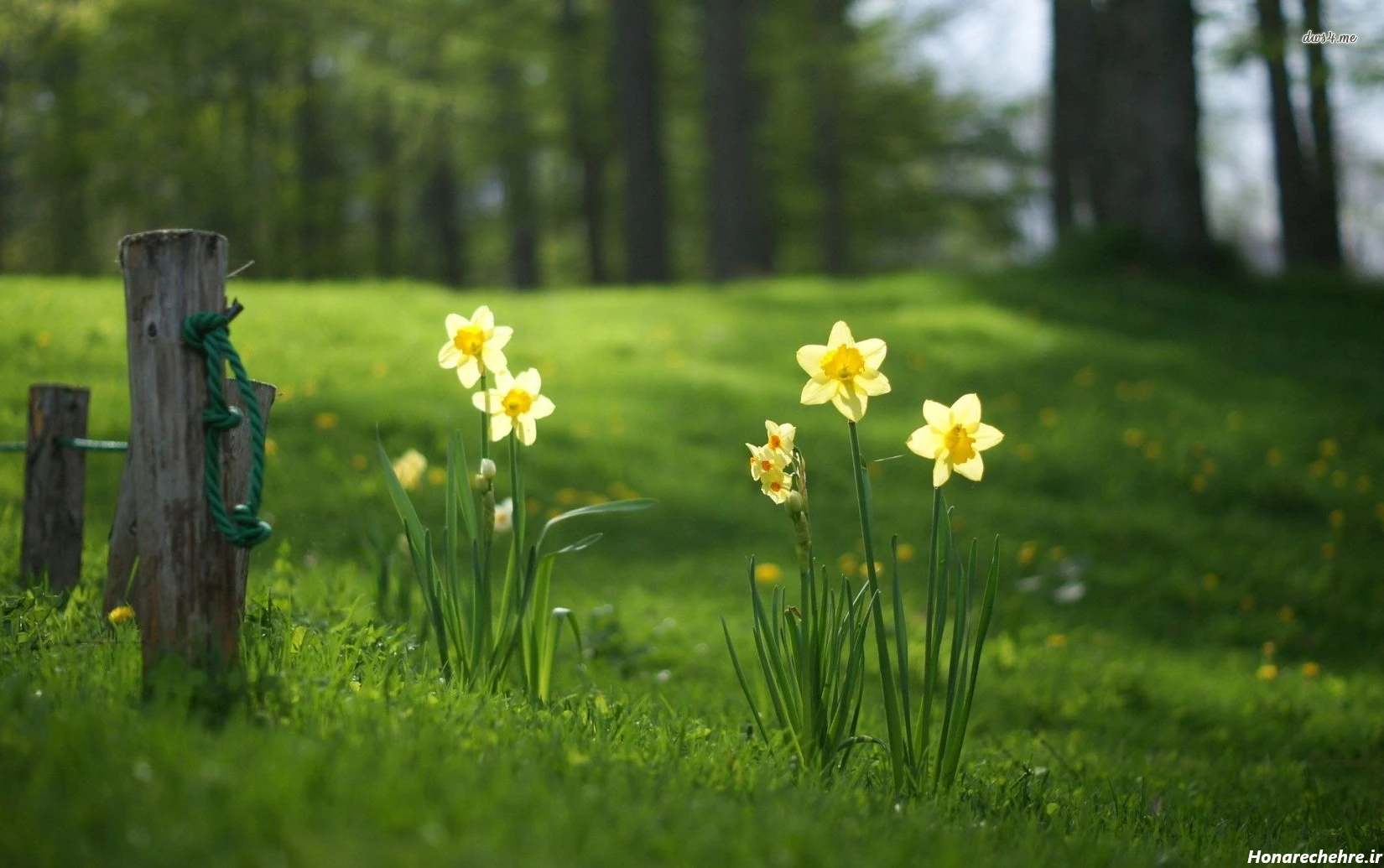 عکس باران برای پروفایل