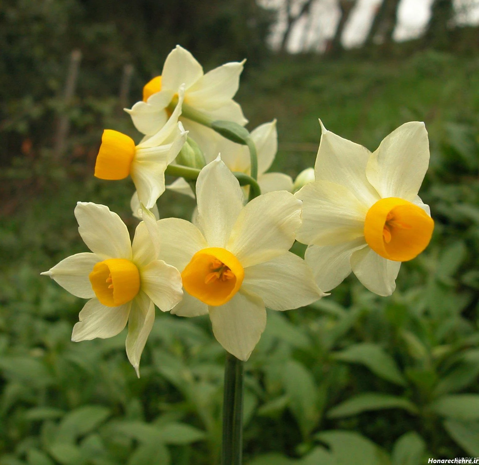 عکس باران برای پروفایل