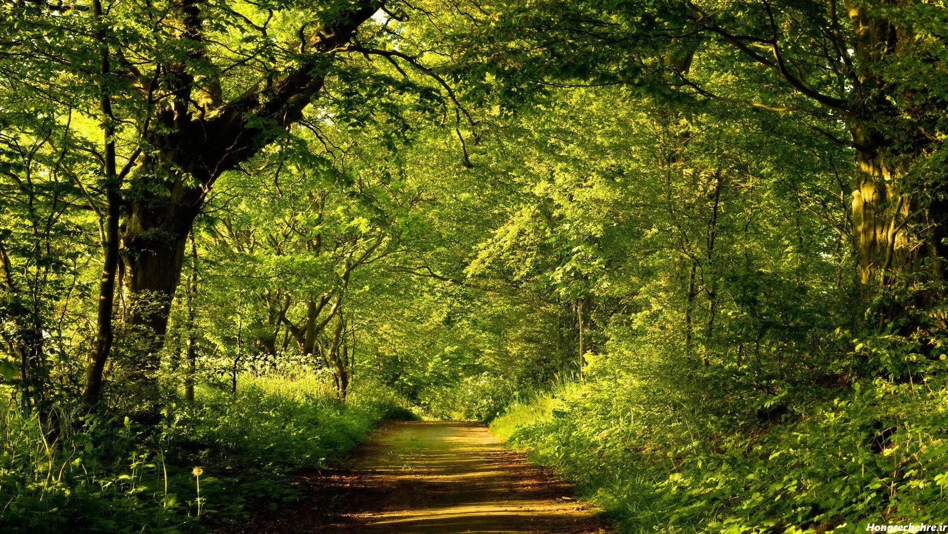 نقشه جنگل دالخانی رامسر