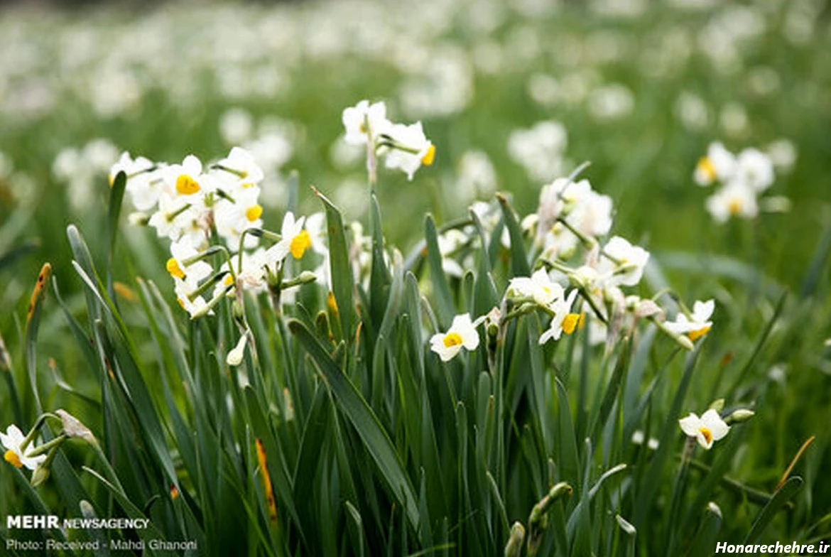 عکس باران برای پروفایل