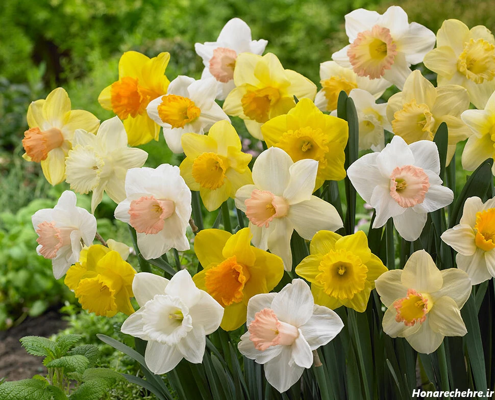 عکس باران برای پروفایل