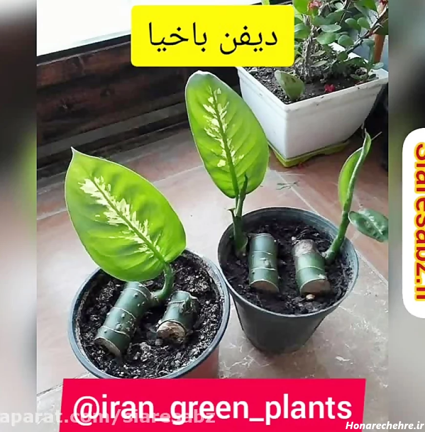 17 عکس از قلمه زدن گل دیفن باخیا در خانه برای زیبایی بیشتر