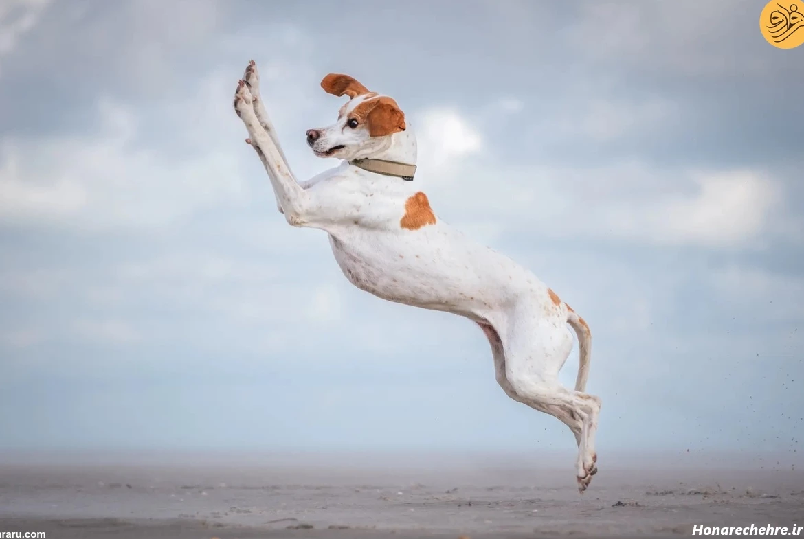 عکس حیوانات و پرندگان