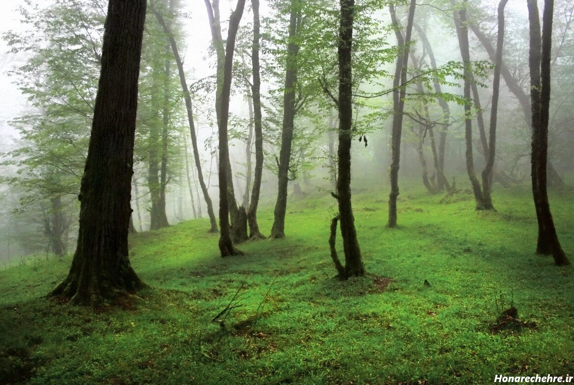 نقشه جنگل دالخانی رامسر