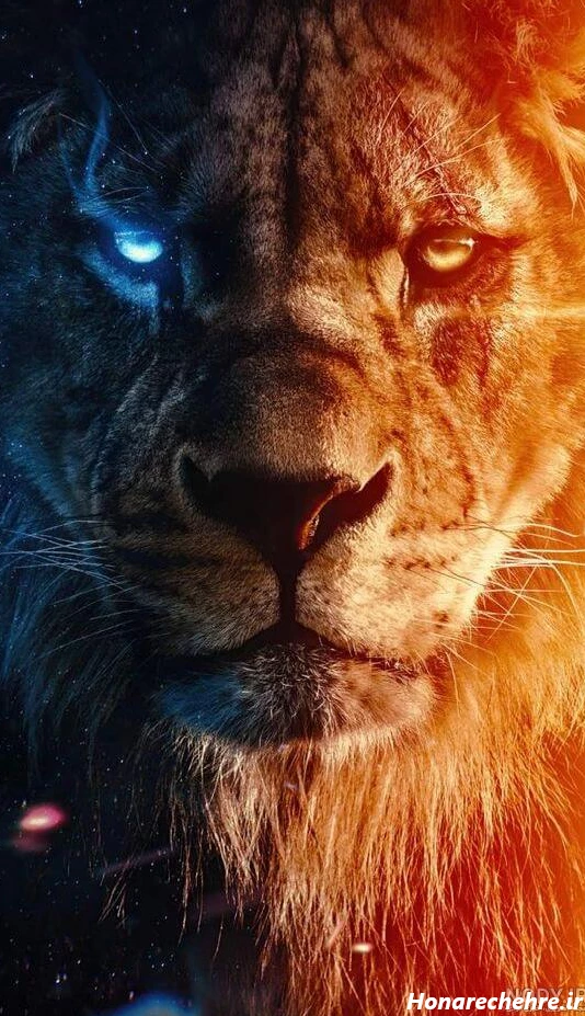 عکس حیوانات وحشی با کیفیت بالا