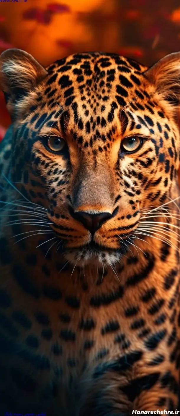 عکس حیوانات وحشی با کیفیت بالا