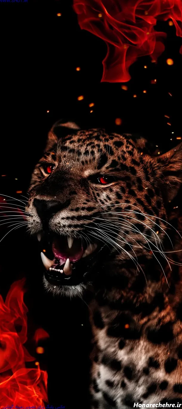 عکس حیوانات وحشی با کیفیت بالا