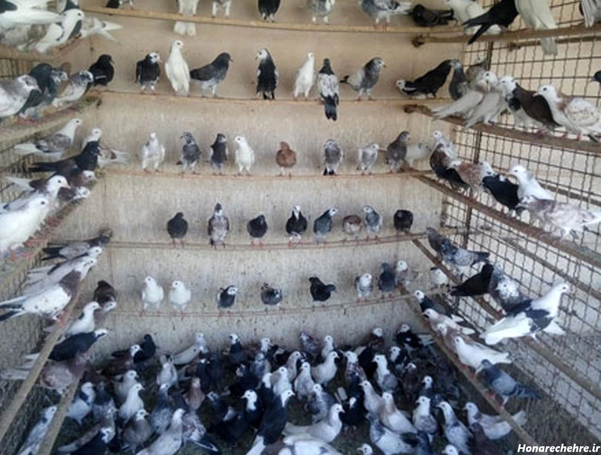 کفتربازی به صورت حرفه ای و پول ساز!