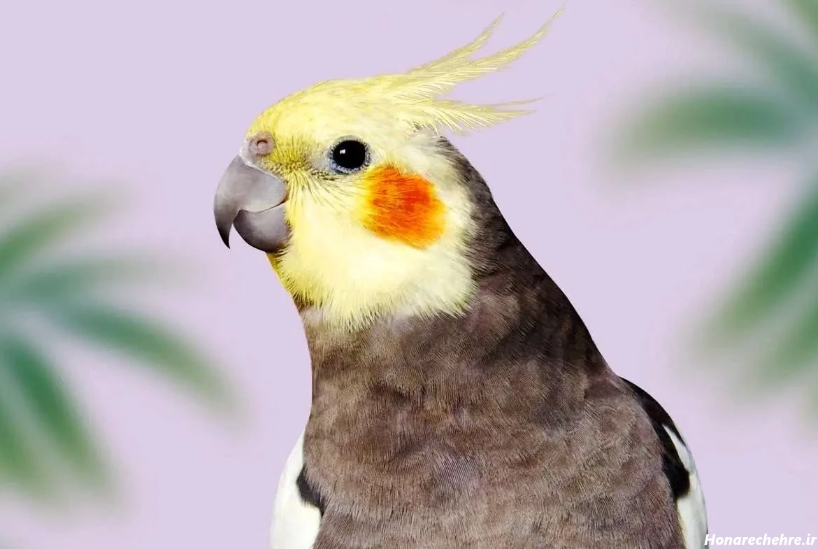 عروس هلندی چند؟