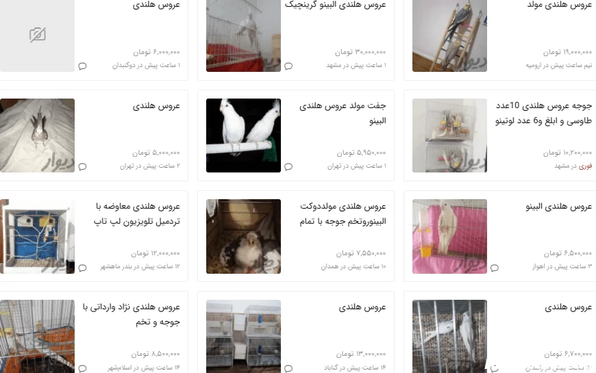عروس هلندی چند؟