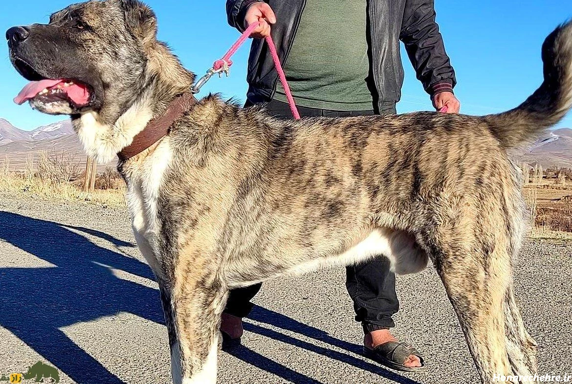 نژاد سگ های بزرگ