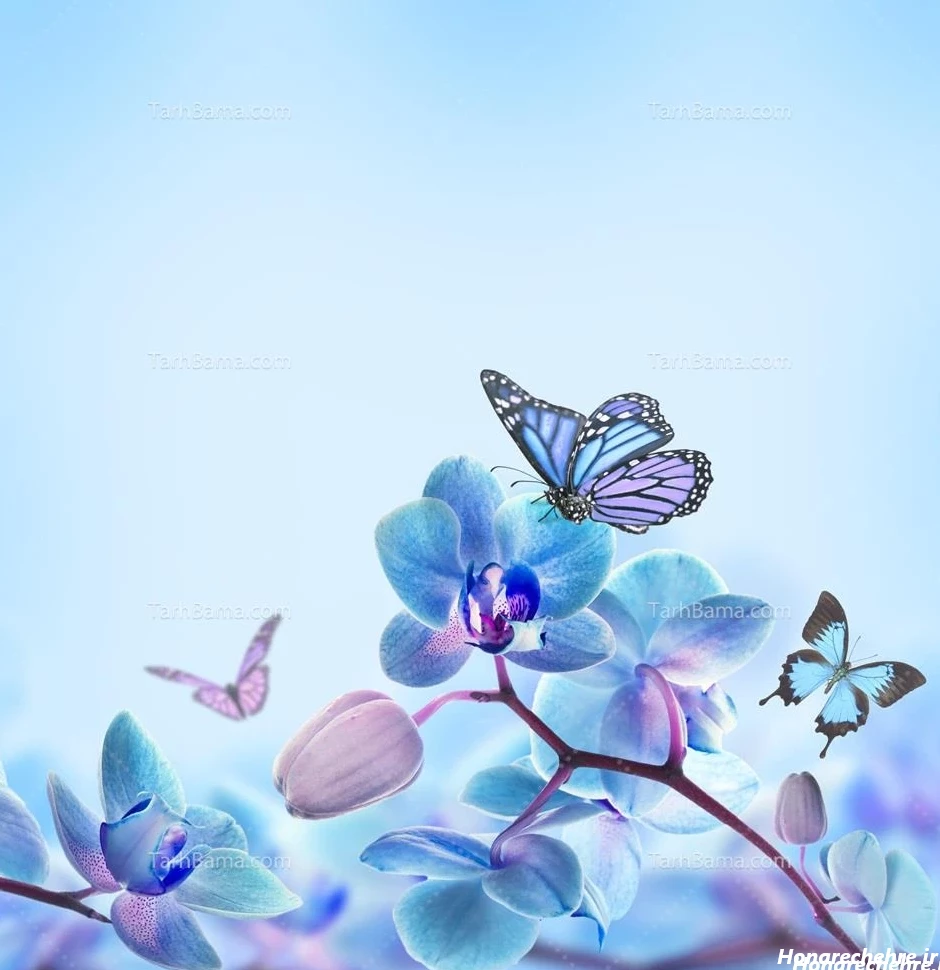 عکس پروانه فانتزی