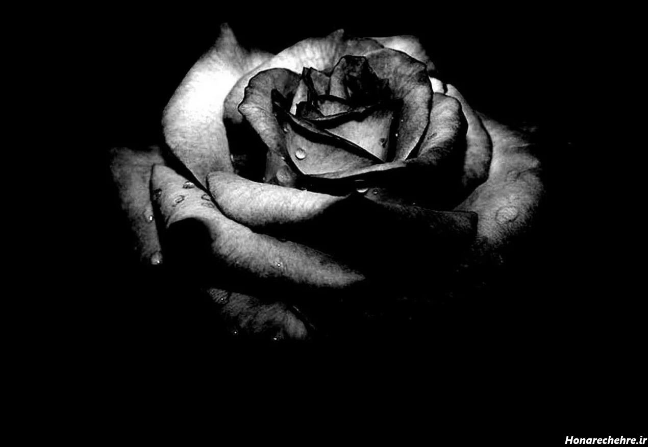 عکس زمینه مشکی عاشقانه