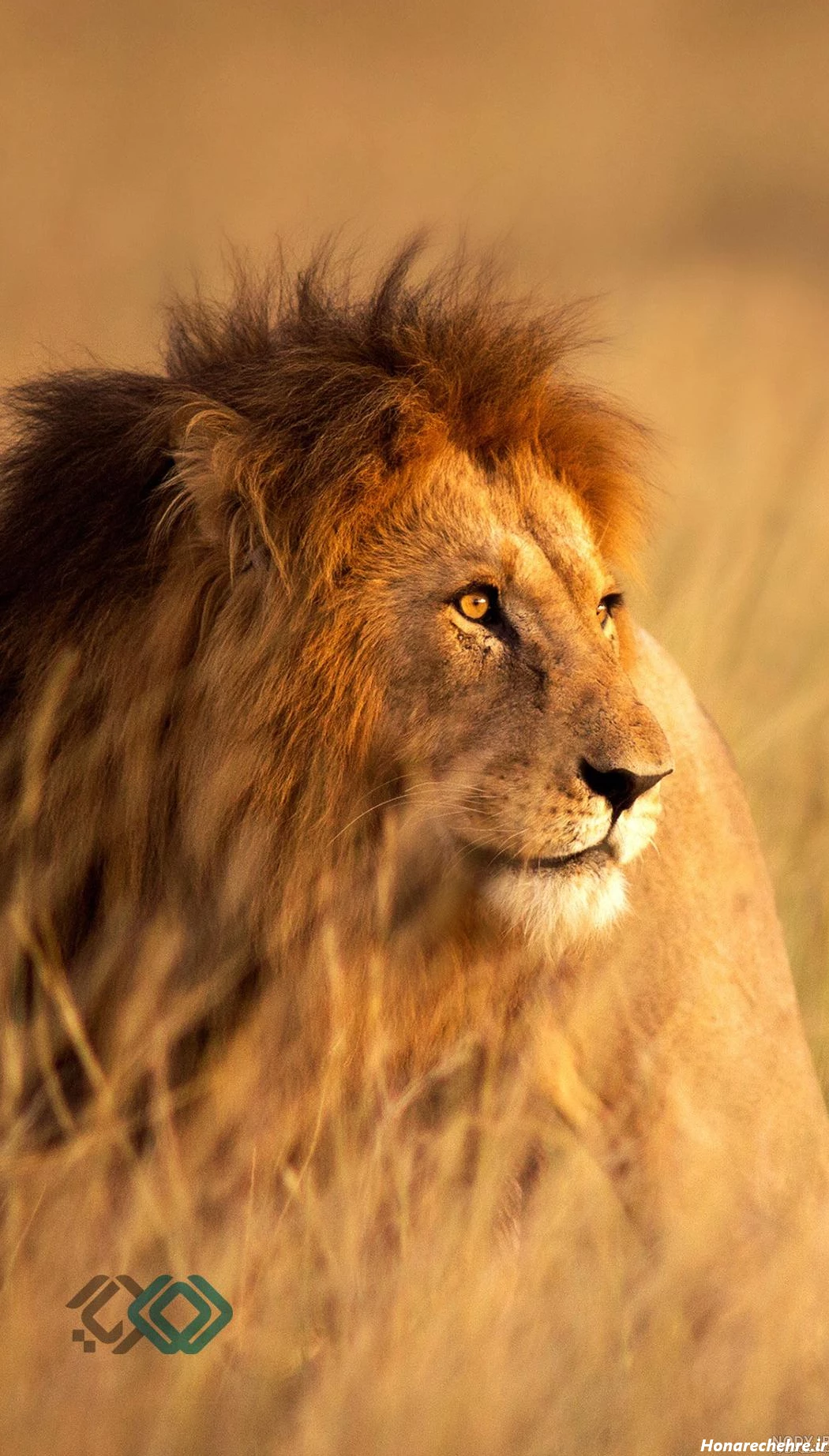 عکس حیوانات وحشی با کیفیت بالا