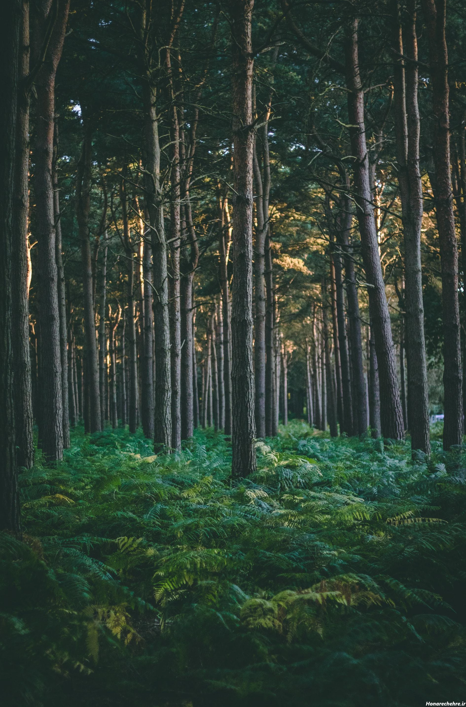 نقشه جنگل دالخانی رامسر