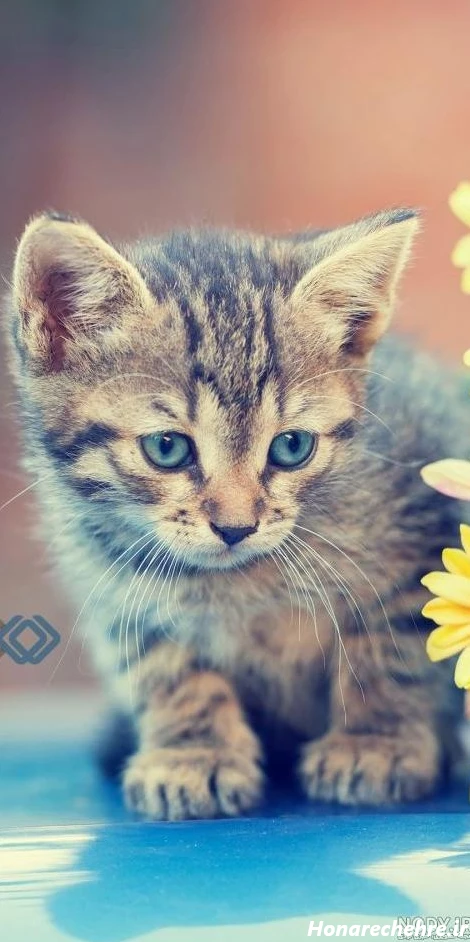 عکس حیوانات وحشی با کیفیت بالا