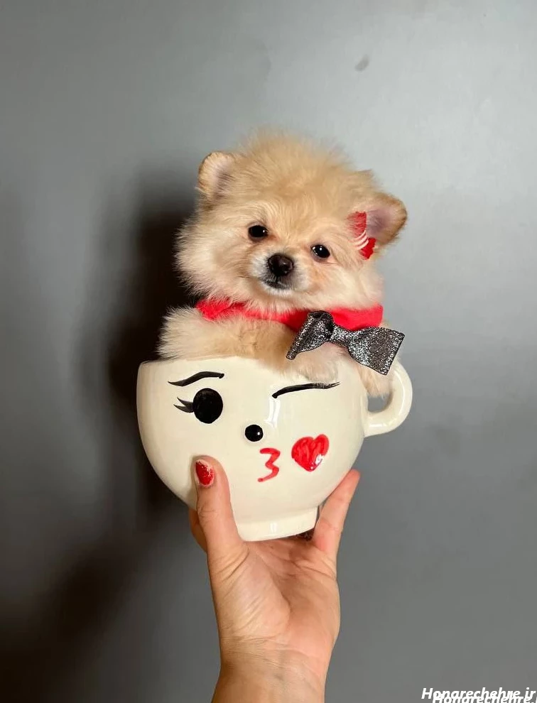 عکس سگ رنگین کمانی