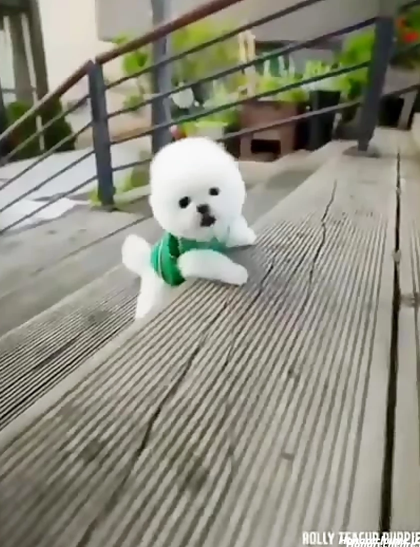 عکس سگ رنگین کمانی