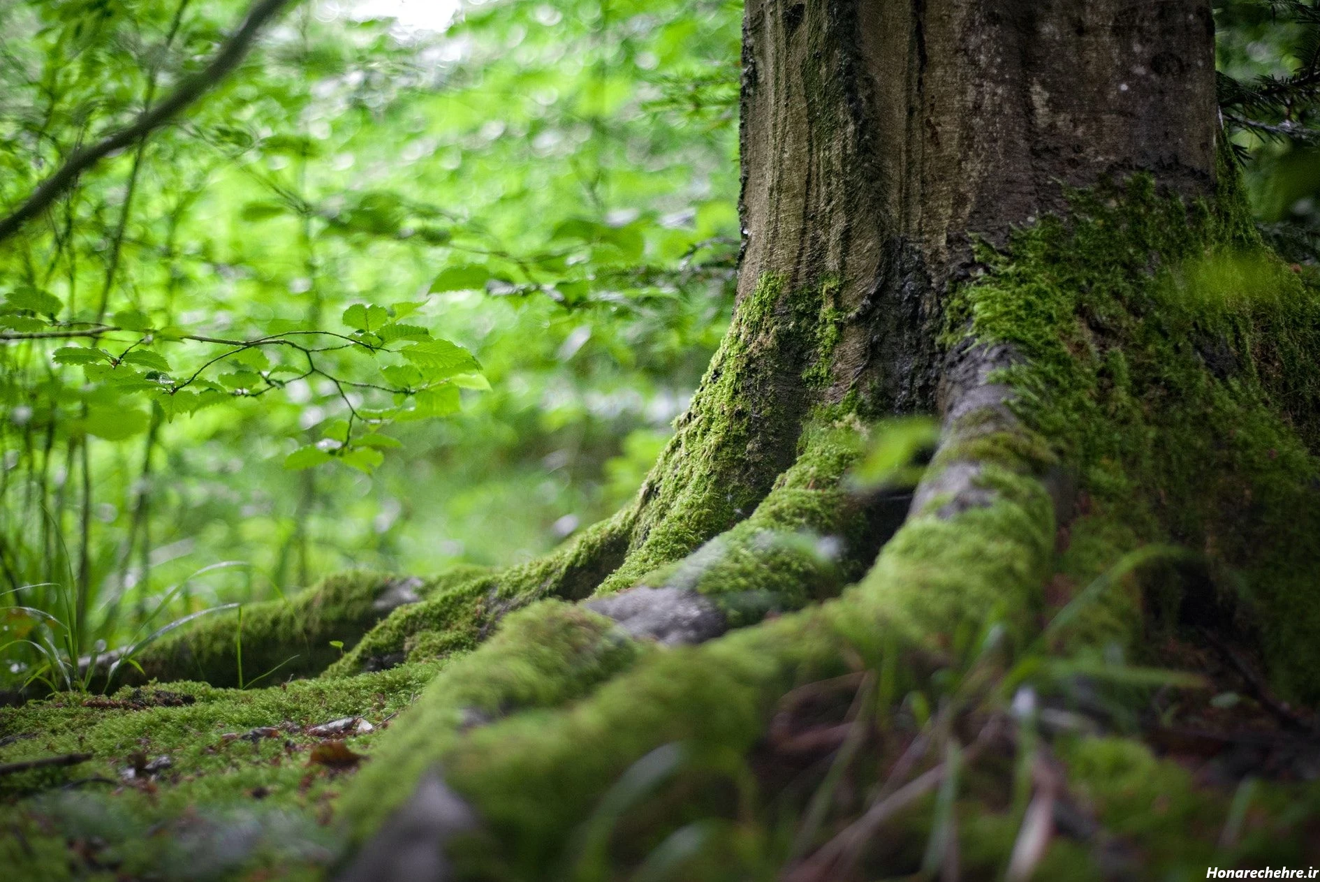 نقشه جنگل دالخانی رامسر