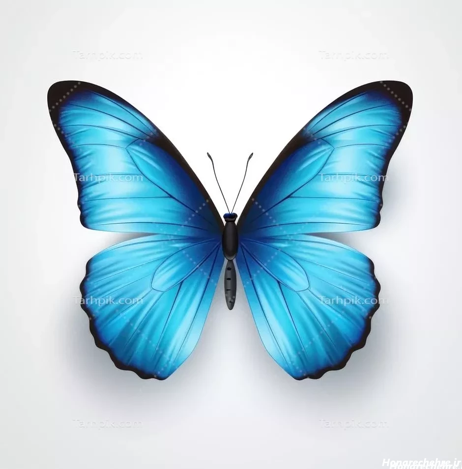 عکس پروانه فانتزی